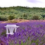 Vista de los campos de lavanda próximos al Hotel Rural & Spa Los Ánades