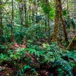 Imagen de la Reserva Hidrol&oacute;gica de Fortuna, en Panam&aacute;, uno de los almacenes de carbono m&aacute;s importantes del mundo