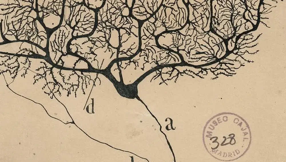 Neurona de Purkinje del cerebelo de un humano dibujada por Santiago Ramón y Cajal