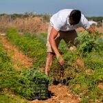 Un joven agricultor