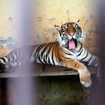 El felino, un tigre en cautiverio, atacó en el cuello a la mujer, que falleció pocos minutos después pese a los intentos del personal de seguridad del recinto de socorrerla