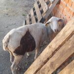 Nuevo ataque de lobos a una explotación ganadera abulense