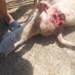 Ataque de lobos en una explotación ganadera de una localidad zamorana