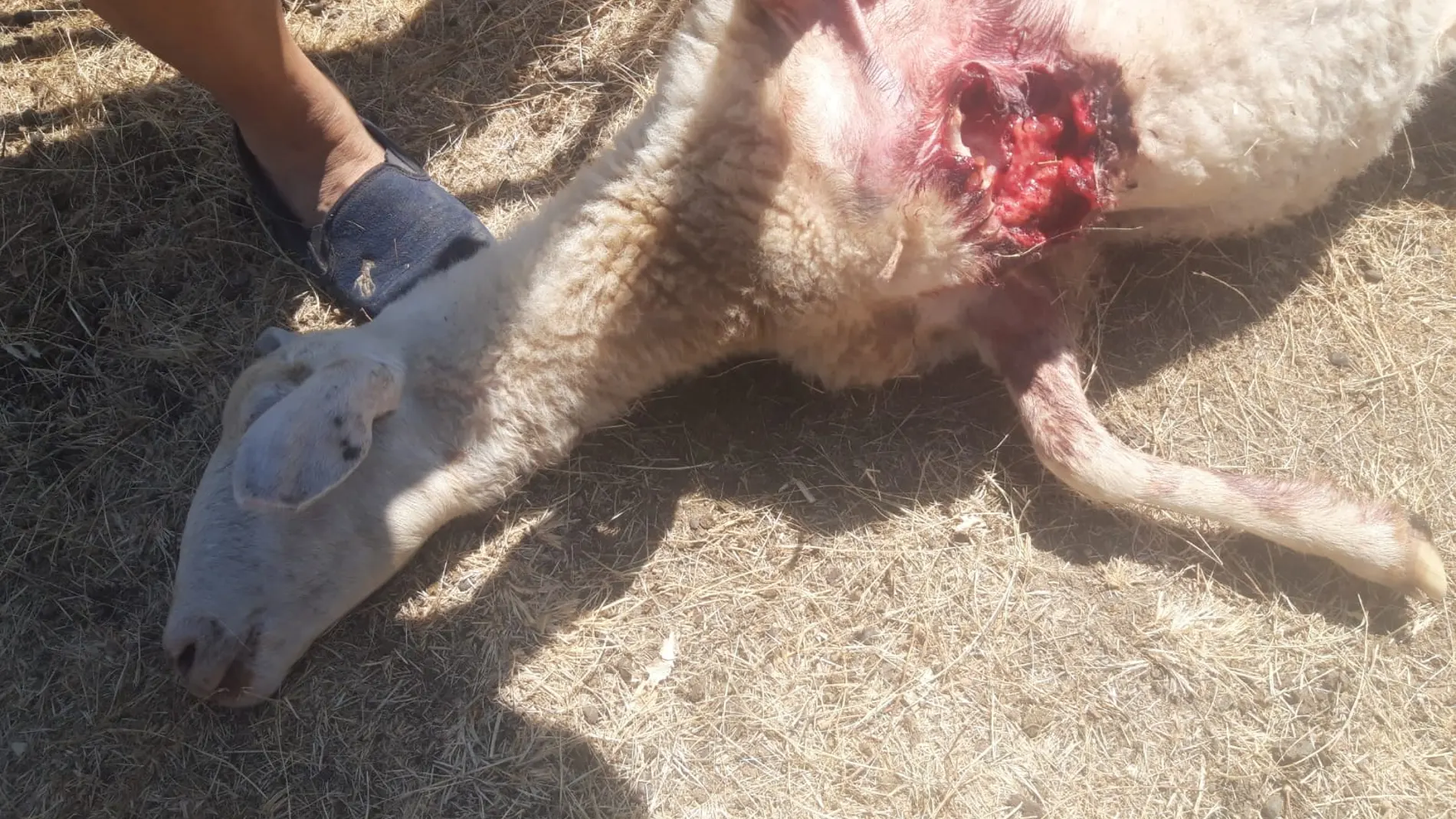 Ataque de lobos en una explotación ganadera de una localidad zamorana