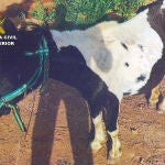 La Guardia Civil investiga a tres personas por el abandono de un poni que deambulaba desorientado por la carretera