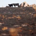 Vista general de la zona afectada por el incendio forestal que el pasado sábado se declaró entre los municipios abulenses de Navalacruz y Cepeda de la Mora, que es el más grave declarado en Castilla y León en los últimos 40 años, por lo que la Junta de Castilla y León ha solicitado al Gobierno la declaración de zona catastrófica. EFE/Juan Carlos Hidalgo