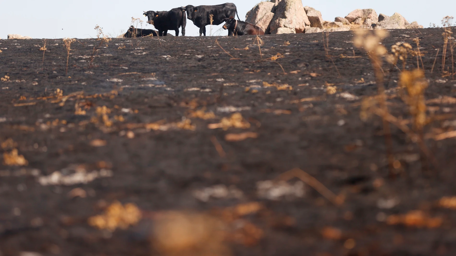 Vista general de la zona afectada por el incendio forestal que el pasado sábado se declaró entre los municipios abulenses de Navalacruz y Cepeda de la Mora, que es el más grave declarado en Castilla y León en los últimos 40 años, por lo que la Junta de Castilla y León ha solicitado al Gobierno la declaración de zona catastrófica. EFE/Juan Carlos Hidalgo