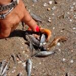 Peces muertos en las orillas del Mar Menor