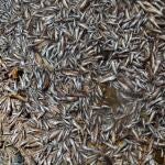 Ya se han recogido entre 4,5 y 5 toneladas de cadáveres de peces y crustáceos en las orillas del Mar Menor