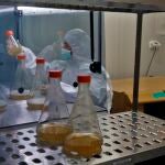 - Una investigadora trabaja en el desarrollo de vacunas covid