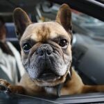 Multas por llevar mal a tu perro en el coche: así debes transportarlo según la normativa