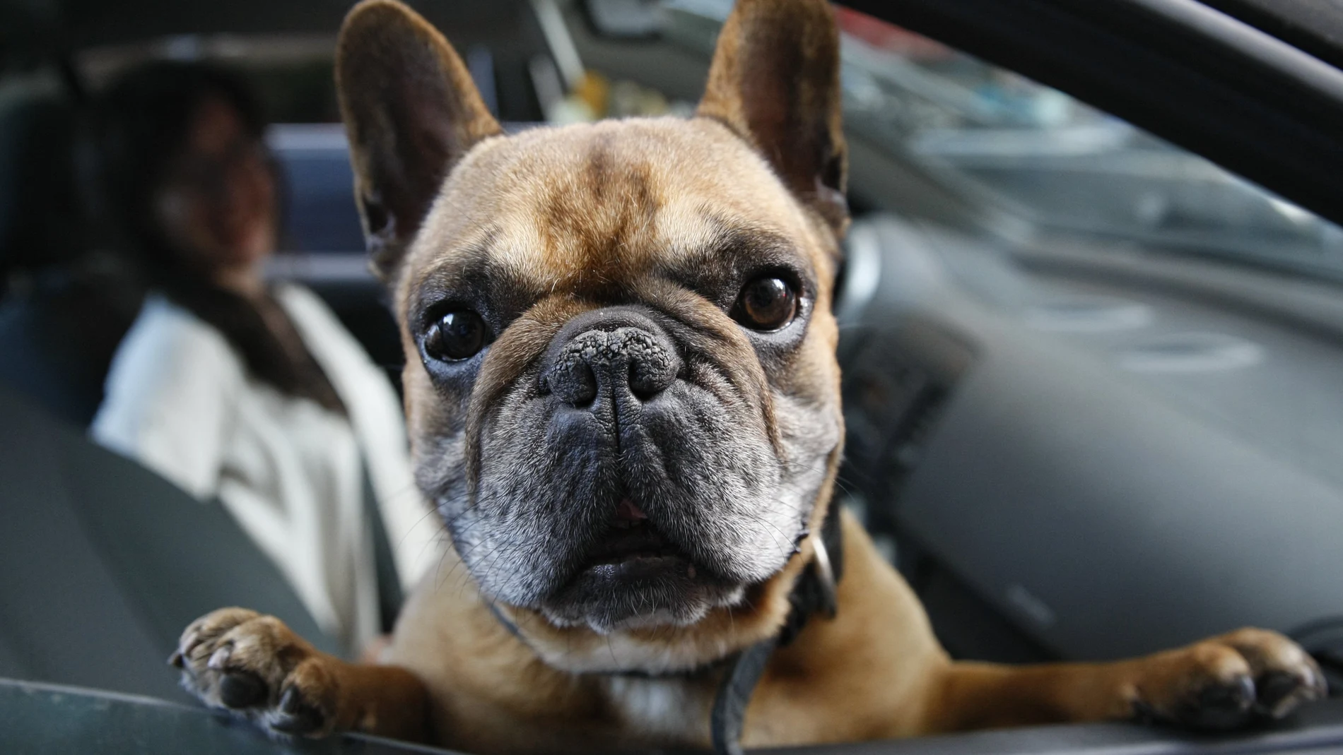 Multas por llevar mal a tu perro en el coche: así debes transportarlo según la normativa