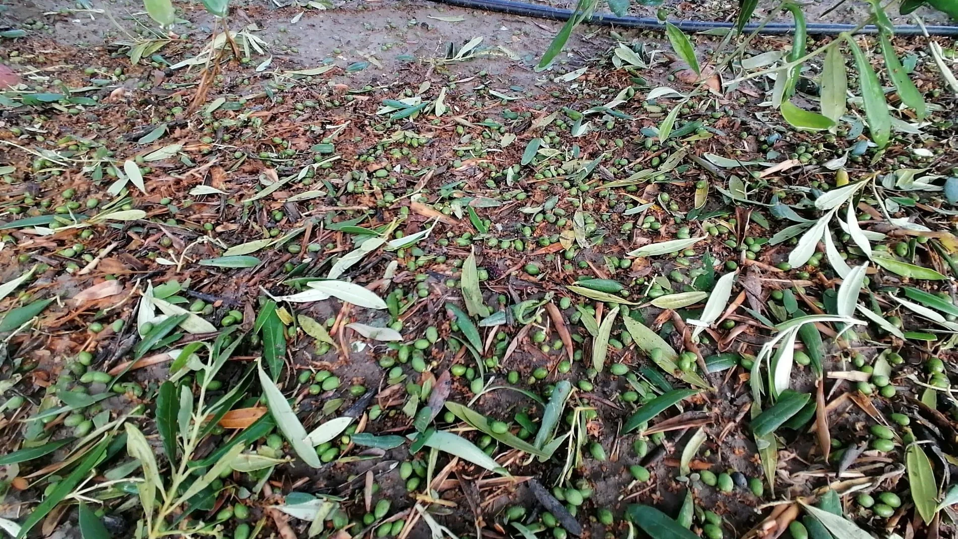 Aceitunas derribadas de los olivos por el granizo