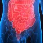 Intestino y colon