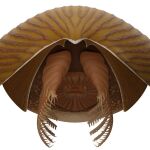 Ilustración de un ejemplar de Titanokorys ginesi