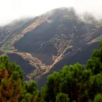 Vista de los pinos quemados en la zona del puerto de Las Peñas Blancas, Estepona (Málaga)