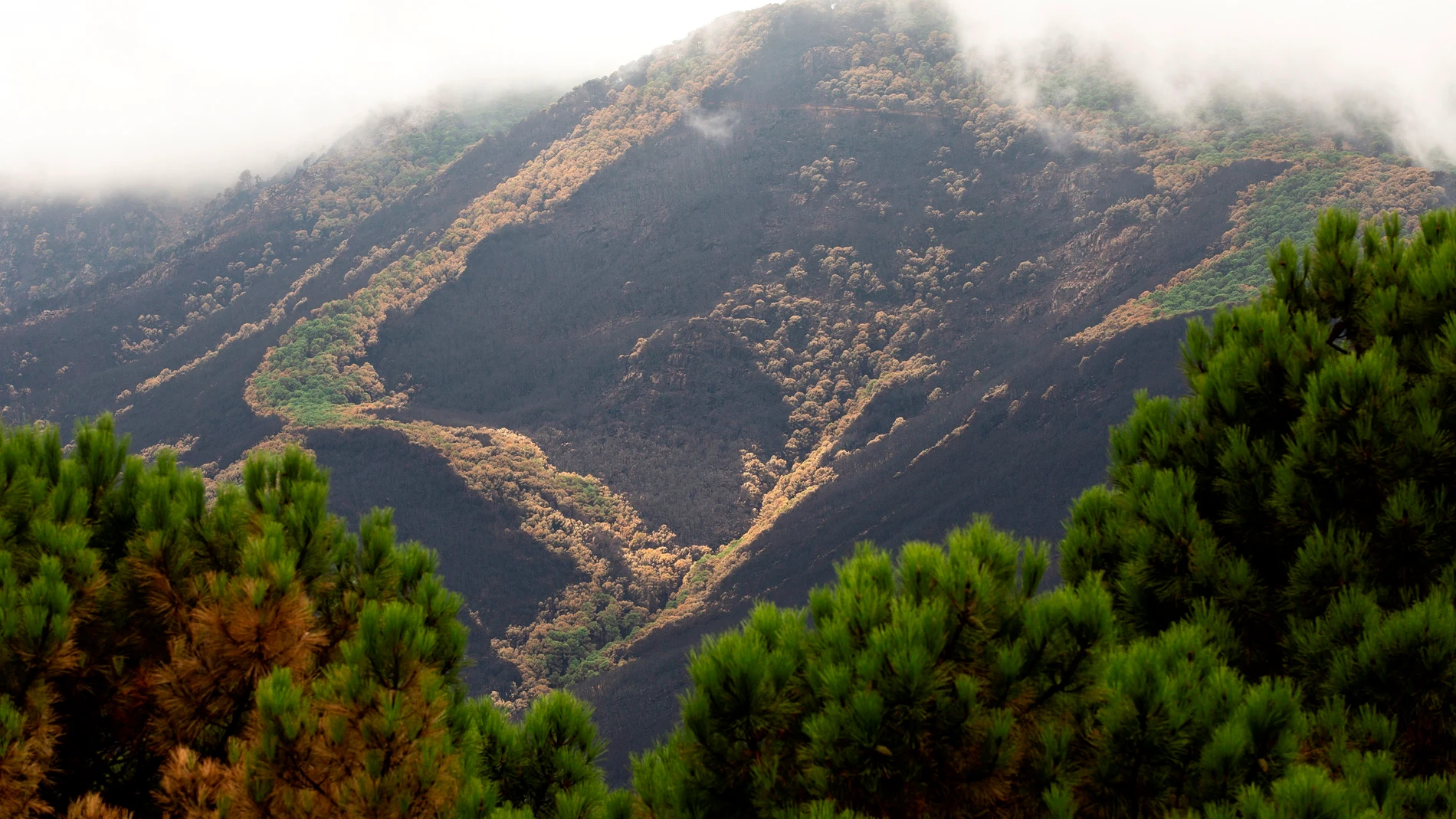 Vista de los pinos quemados en la zona del puerto de Las Peñas Blancas, Estepona (Málaga)