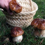 Recogida de "Migueles" o Boletus en los montes de Soria