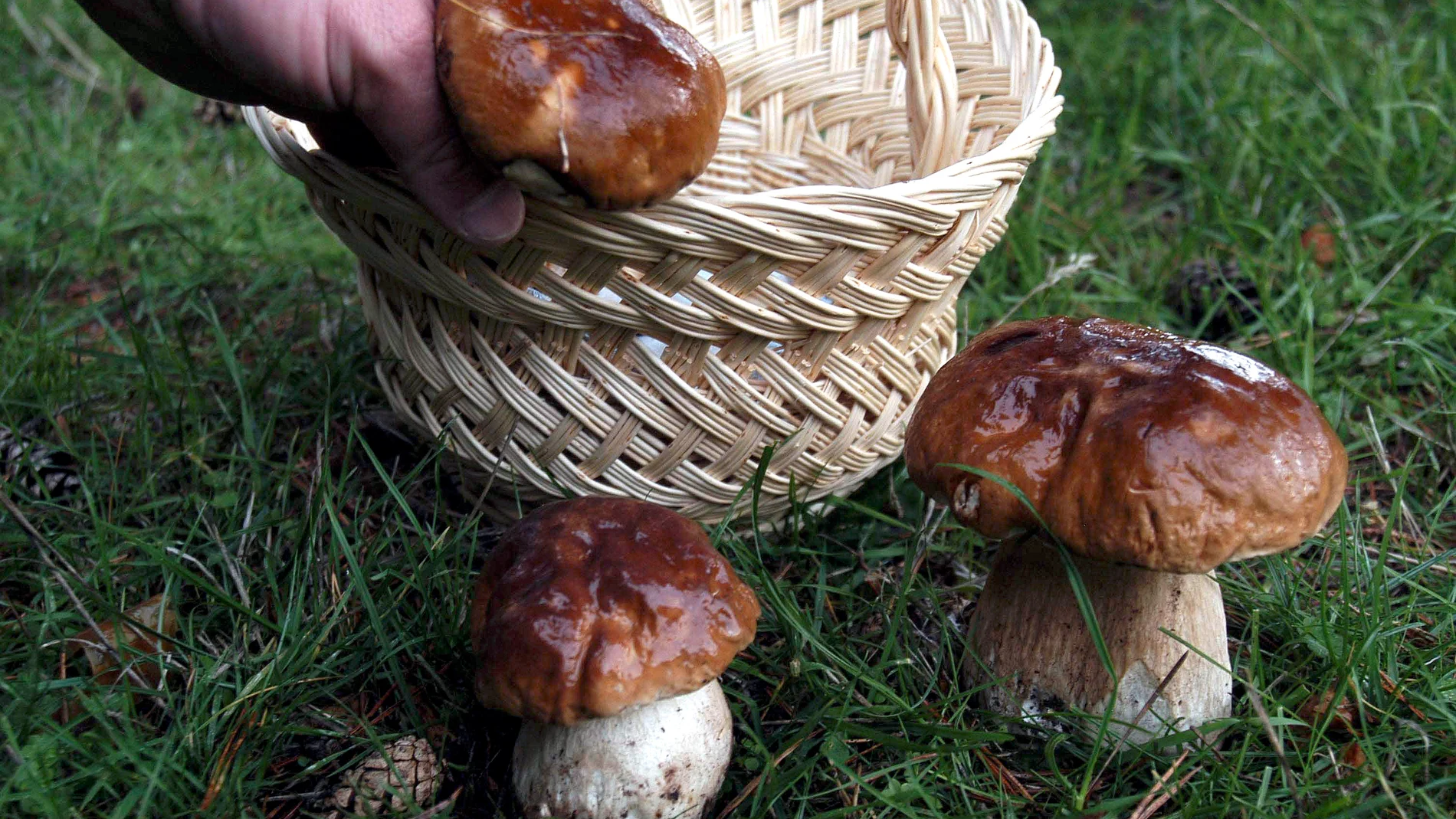 Recogida de "Migueles" o Boletus en los montes de Soria