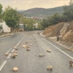 Estado que presentaba la CP-6218 'De Lucena a la Ermita de Nuestra Señora de Araceli' antes de ser despejada y reabierta al tráfico