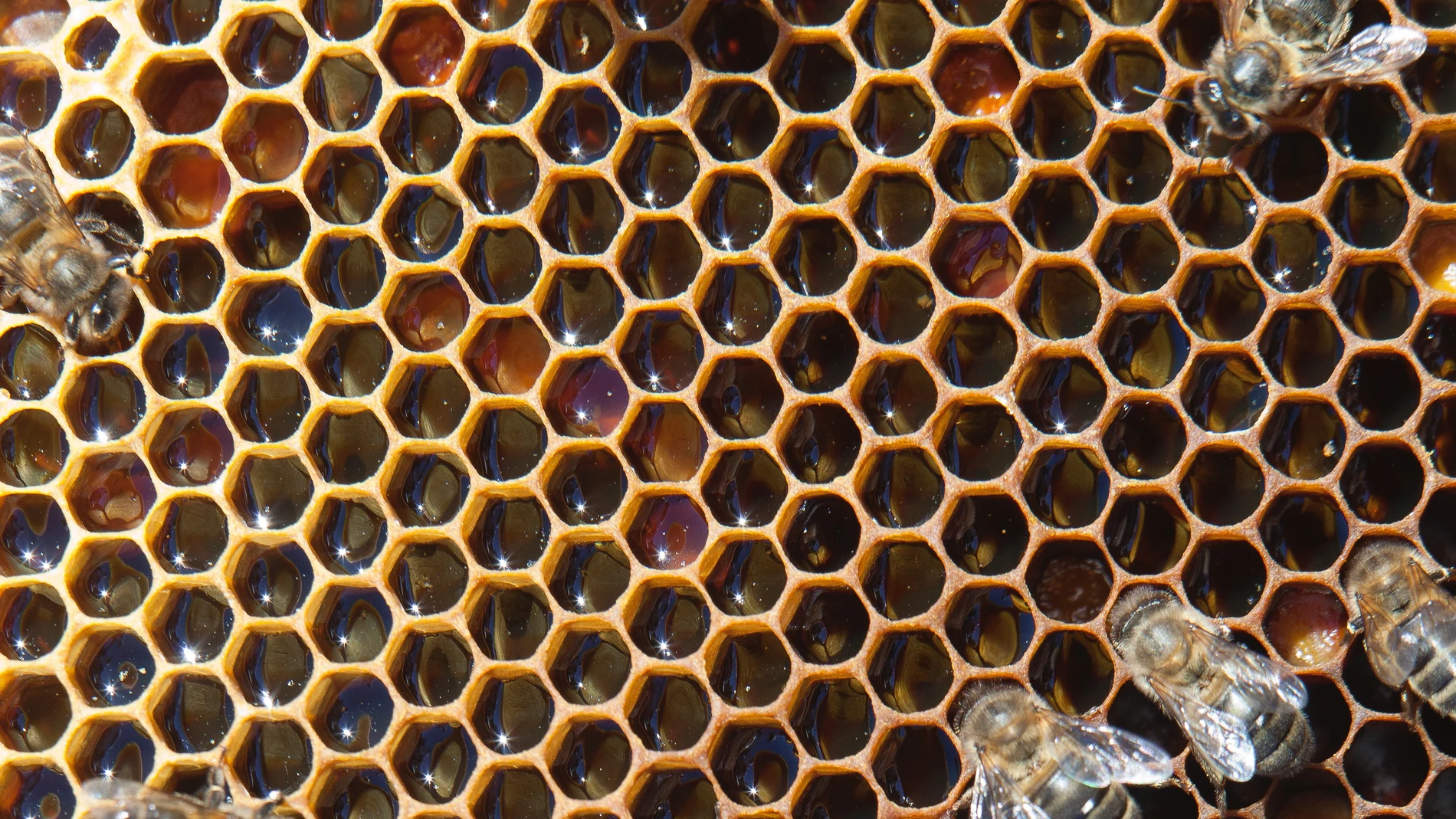 Panal de abejas