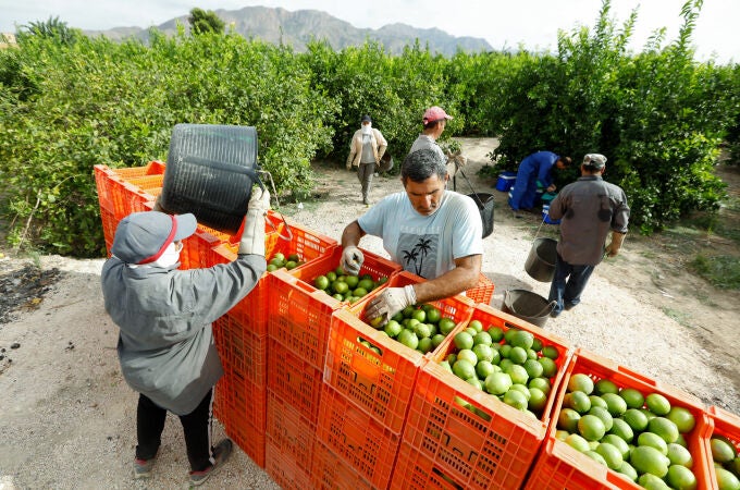 Recolección de limones en una huerta de la comarca de Huerta de Murcia Recolección de limones en una huerta de la comarca de Huerta de Murcia