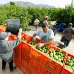 Recolección de limones en una huerta de la comarca de Huerta de Murcia Recolección de limones en una huerta de la comarca de Huerta de Murcia