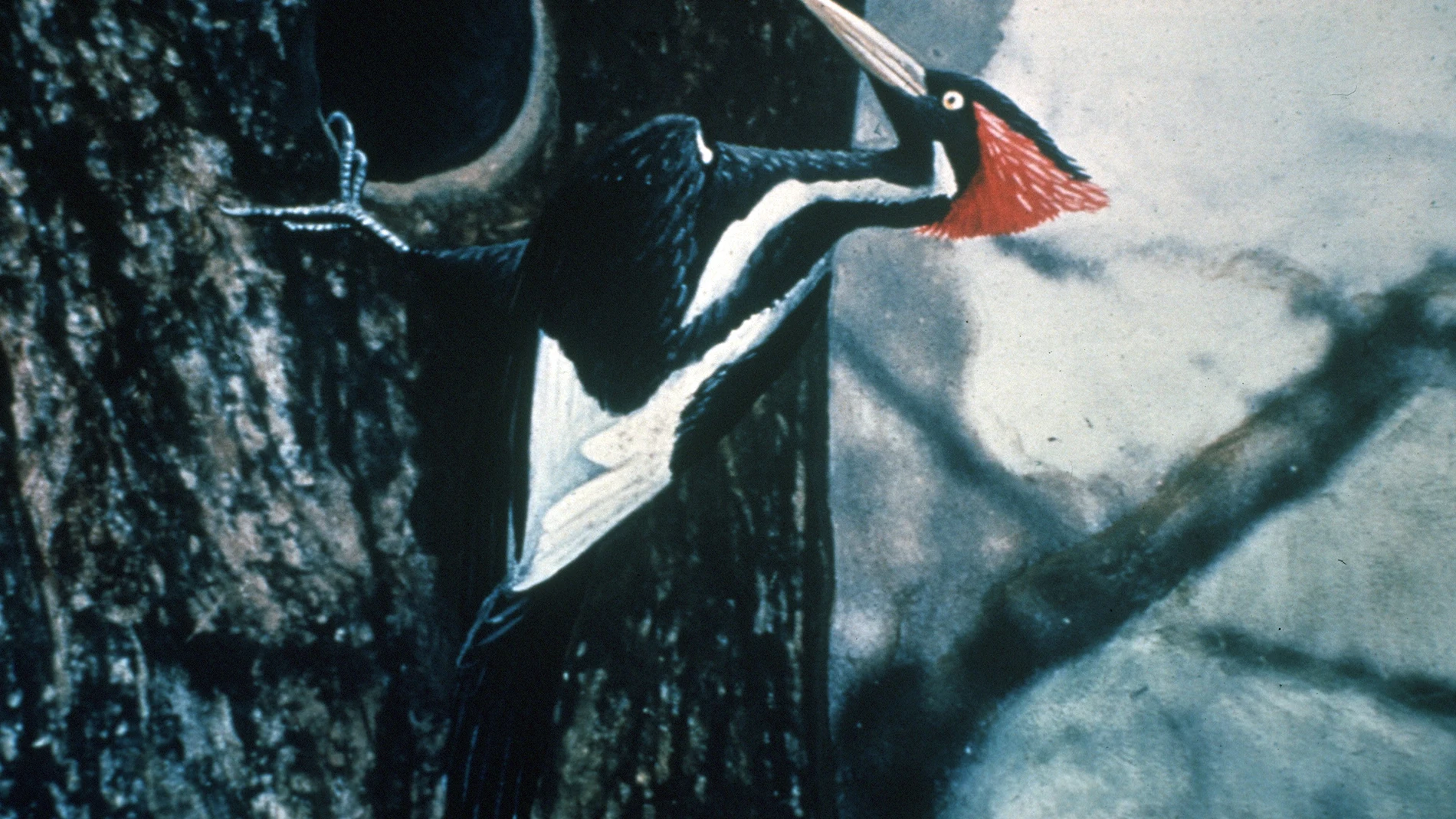 Foto coloreada del pájaro carpintero pico de marfil, realizada en 1935