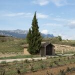 Viñedo