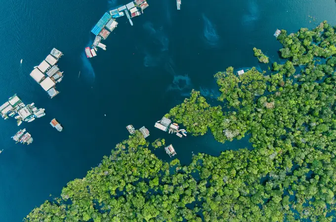 Plan Amazonia, el compromiso de Banco Santander por preservar el pulmón del planeta Plan Amazonia, el compromiso de Banco Santander por preservar el pulmón del planeta