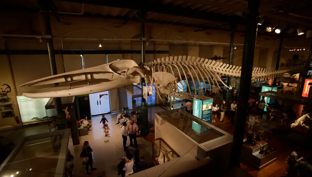 El Museo Nacional de Ciencias Naturales se localiza en el número 2 de la calle José Gutierrez Abascal, en Madrid.