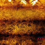 Imagen de una plantación de marihuana en una finca agrícola MOSSOS D'ESQUADRA