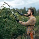 La producción media de vino en España ronda los 42 millones de hectolitros. La mitad de ellos se producen en Castilla-La Mancha.