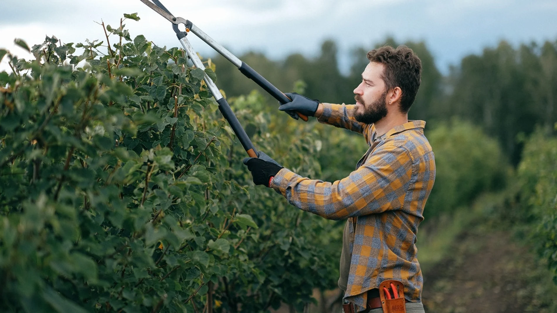 La producción media de vino en España ronda los 42 millones de hectolitros. La mitad de ellos se producen en Castilla-La Mancha.