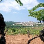 Viñas en el Priorat