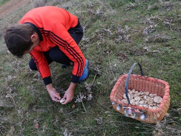 Un hombre recoge setas en los Montes de Soria