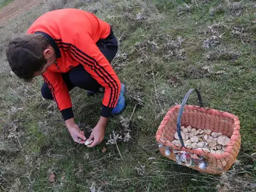 Un hombre recoge setas en los Montes de Soria Un hombre recoge setas en los Montes de Soria