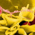 Los ácidos grasos de alta energía son absorbidos por las células madre de la sangre, lo que las alimenta de forma eficaz y les permite producir millones de glóbulos blancos que combaten la Salmonella, en la imagen