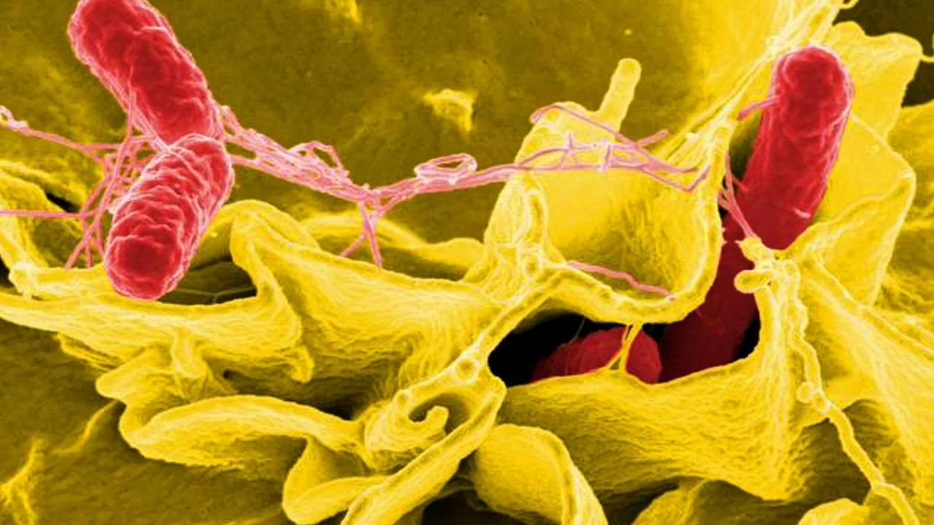 Los ácidos grasos de alta energía son absorbidos por las células madre de la sangre, lo que las alimenta de forma eficaz y les permite producir millones de glóbulos blancos que combaten la Salmonella, en la imagen