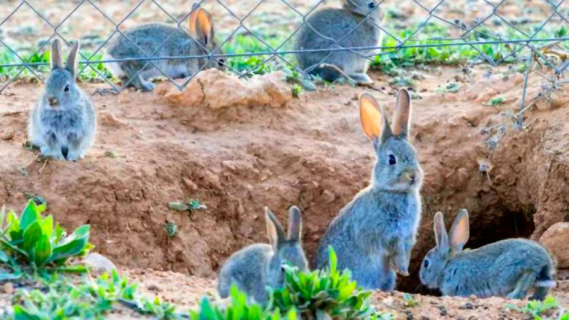 Plaga de conejos en Madrid