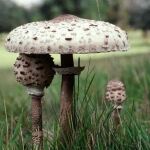 Seta parasol