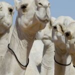 Cada vez más criadores retocan a los animales con pestañas postizas y estiramientos de piel para mejorar su apariencia y ganar premios