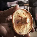 El níscalo es la seta estrella en los pinares de Valladolid y en los guisos de La Martina