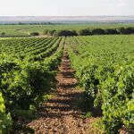 Viñedos típicos entre Rueda y La Seca
