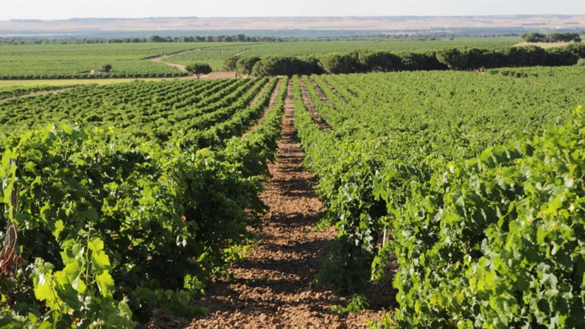Viñedos típicos entre Rueda y La Seca