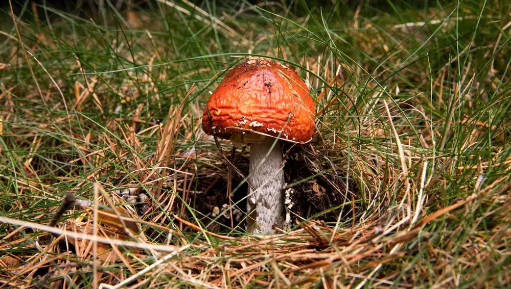 Amanitas muscaria