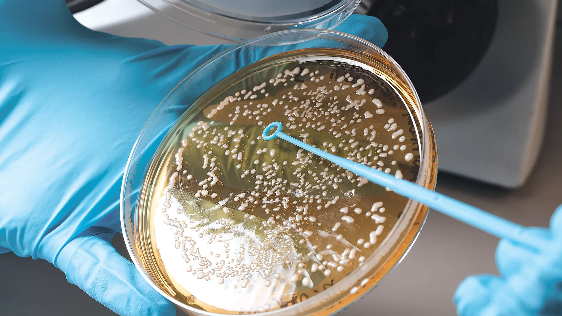 LEV2050 centró los primeros pasos de su actividad en el sector vitivinícola, llevando a cabo estudios de aislamientos, identificación, caracterización y selección de levaduras propias, en diferentes bodegas que apostaron por conocer la biodiversidad existente en su Terroir.