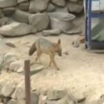 Zorro por perro