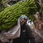 Recolectores de plátanos en La Palma