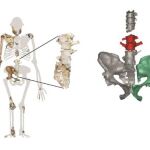 Las nuevas vértebras confirma que Mapala Hominin podía caminar y subir a los árboles